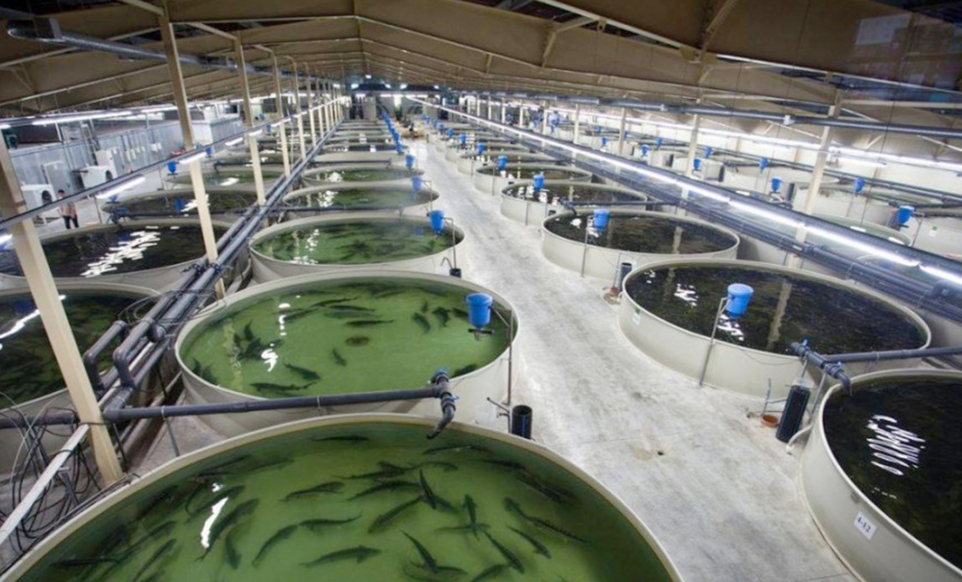 Aquaculture and Fish Farming